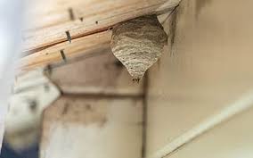 Emergency, 24/7 pest control services in london, using the latest and most effective techniques. When To Call A Hornet And Wasp Exterminator Safe Bee Removal In Iowa