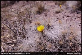 Image result for Pleiotaxis pulcherrima