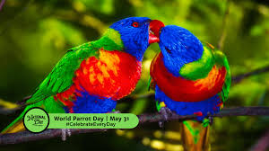 Image result for parrot