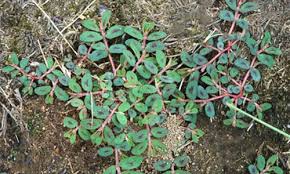 Check spelling or type a new query. Common Texas Weeds Photos And Identification Green Bee