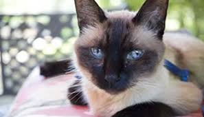 Harlem valley animal clinicl | we are a full service animal hospital providing healthcare services to pets in dover plains and the surrounding areas. Valley View Pet Hospital Burnsville Veterinarian Experienced In Exotics