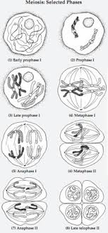Sep 04, 2021 · the forms of dna. Plant Life Mitosis And Meiosis