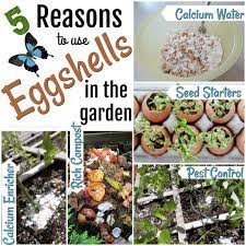 Again, it is the calcium content that comes. 5 Reasons To Use Eggshells In The Garden The Thrifty Couple