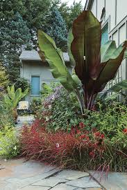 Zombies 2, see banana dancer. Taming A High Impact Design Planting Plan Finegardening
