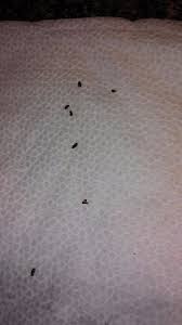 getting rid of bugs in the kitchen
