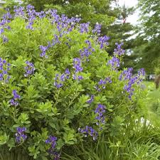 Image result for Indigofera glaucifolia