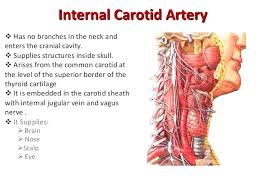 Anterior jugular vein external jugular vein. Major Blood Vessels Of The Neck