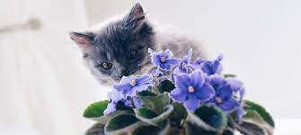 With their beautiful flowers, hibiscus plants can add a burst of color to your home. Poison Prevention Plants Toxic To Dogs Plants Toxic To Cats