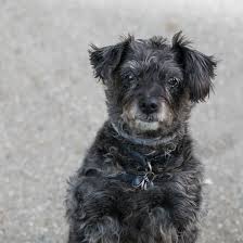 Minimum of 4 dogs earning titles. Facebook