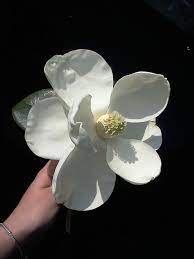 Magnolia We Had A Huge Magnolia Near The Corner Of The House When I Was Growing Up Sometimes The F Beautiful Flower Arrangements Magnolia Flower Spring Garden