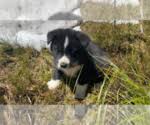 Home to the rocky mountains, bozeman is a beautiful. Puppies For Sale Near Bozeman Montana Usa Page 1 10 Per Page Puppyfinder Com
