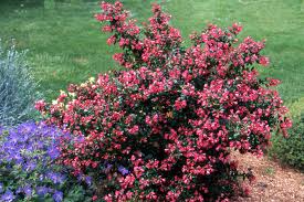 Image result for Sladeniaceae