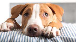 Furry babies are spoiled to the fullest on national pet day. National Puppy Day Foster A Puppy While You Social Distance At Home Cnn