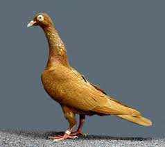Http Upload Wikimedia Org Wikipedia Commons Thumb 9 94 Stargard Shaker Yellow Self Jpg 675px Stargard Shaker Ye Pigeon Breeds Pigeon Pictures Fantail Pigeon