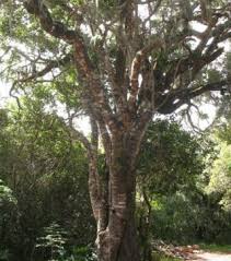 Image result for Apodytes dimidiata