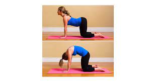 Cat definition, a small domesticated carnivore, felis domestica or f. How To Do Cat To Cow Pose Popsugar Fitness