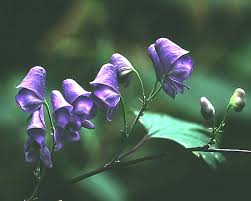 Image result for Isopyrum nipponicum