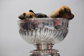 Adorable pics of tea cup puppies. The Best Photos From The 2018 19 Capitals Canine Calendar Shoot Rsn