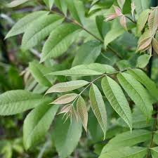 Image result for Carya illinoinensis