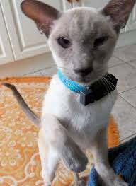 The gps is placed on the back of the cat's neck to allow the greatest chance of finding its location. Review Of The Petpointer Gps Pet Tracker By Cat Behaviourist Clare Hemington Katzenworld