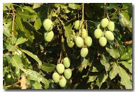 La Vegetation Thailandaise Les Arbres 2 2 Retraite En Thailande