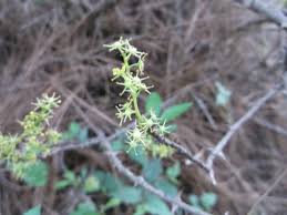 Image result for Zanthoxylum usambarense