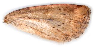 Image result for Photedes minima