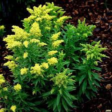 Solidago Dansolitlem Little Lemon Goldenrod 01 Perennials Perennial Garden Landscape