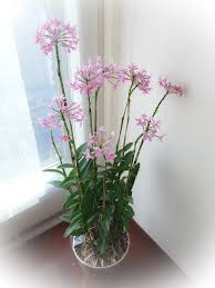 エピデンドラム の 育て 方