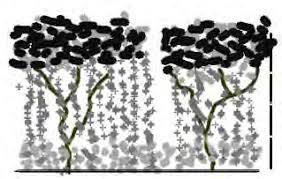 Image result for Ozoroa pwetoensis