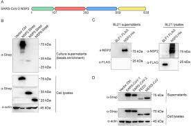SARS-CoV-2 NSP2 as a Potential Delivery Vehicle for Proteins