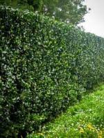 Castle Rouge™ - Blue Holly - Ilex X Meserveae | Proven Winners