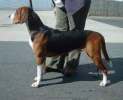 You can search trough all the breeds including pictures and learn their history, health, grooming and much more. Hamiltonstovare Wikipedia