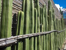 I think most plants are lost from rich soil and over fertilizing i've been growing these for years out in bakersfield, california. 147 Pedro Cacti Photos Free Royalty Free Stock Photos From Dreamstime