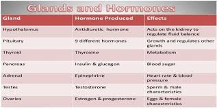 Glands And Hormones In Human Body In 2020 Exocrine Gland Endocrine Disease Hormones