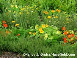 Common Thyme Thymus Vulgaris With Nasturtiums Tropaeolum Majus Pot Marigolds Calendula Officinalis And Rose Nasturtium Herb Garden Design Garden Design