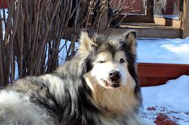 Grooming Long Haired Alaskan Malamutes Is Not Fun Alaskan Malamute Malamute Alaskan