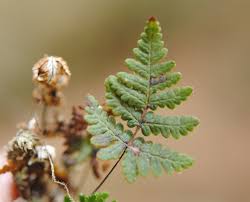 Image result for Cheilanthes inaequalis