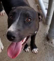 Black And White Female Pitbull Pictures Pin On Dogs To Adopt