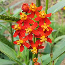 This species is an important nectar source for bees. Tropical Milkweed Plants For Monarchs And Other Butterflies