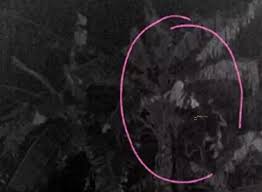 Jenis pisang goreng pun ada banyak. Penduduk Di Tengkera Dakwa Diganggu Pocong Pontianak Sejak 3 Minggu Lalu Siakap Keli News