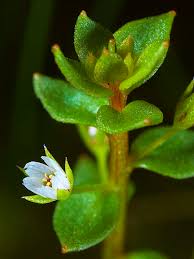Image result for Anagallis pumila