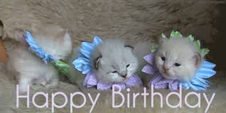 Find funny gifs, cute gifs, reaction gifs and more. Beautiful Happy Birthday Flower Gifs