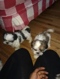 Gaston county, gastonia, nc id: Shih Tzu Puppies For Sale For Sale In Chapel Hill North Carolina Classified Americanlisted Com