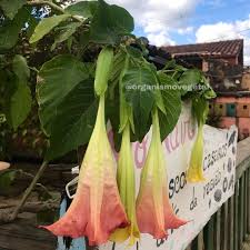 Pin On Paper Flowers Brugmansia Versicolor