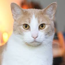 ‪Orange Cats Were a Genetic Mystery. Scientists Have Finally Solved It.‬‏