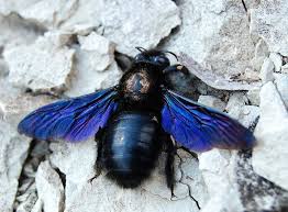 Check spelling or type a new query. Jesuswasprobablyabee Bee Carpenter Bee Bugs And Insects