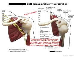 Understanding shoulder anatomy can help to avoid injury, promote rehabilitation, and can assist you in using the joint optimally. Anatomy Of The Shoulder Blade