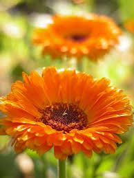 1006201191 Heilpflanzen Blumen Bluten Blumen
