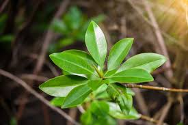 Image result for Rhizophora mucronata